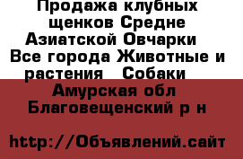 Продажа клубных щенков Средне Азиатской Овчарки - Все города Животные и растения » Собаки   . Амурская обл.,Благовещенский р-н